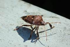 Eocanthecona concinna