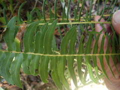 Blechnum australe