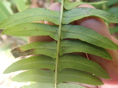Blechnum australe