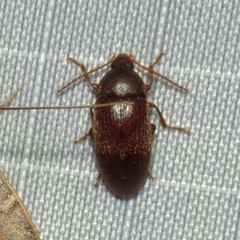 Hymenorus