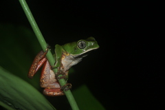 Phyllomedusa distincta