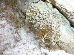 Schivereckia podolica