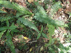 Blechnum australe