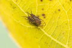 Homotoma ficus