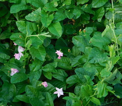 Convolvulus arvensis