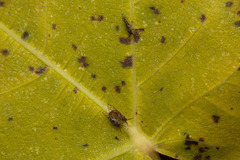 Homotoma ficus