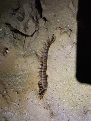 Scolopendra alternans