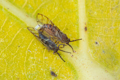 Homotoma ficus