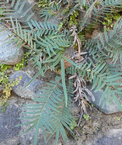 Pteris vittata image