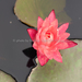 Nymphaea alba rubra - Photo (c) 曾云保, some rights reserved (CC BY-NC), uploaded by 曾云保