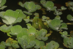 Sphaenorhynchus surdus