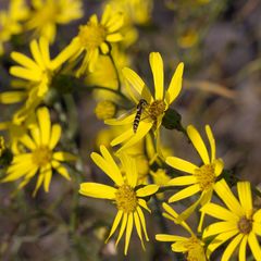 Senecio inaequidens