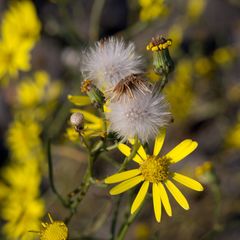 Senecio inaequidens