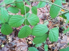 Rubus pedemontanus