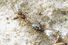 Enoplognatha mandibularis