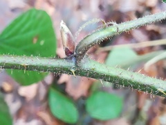 Rubus pedemontanus