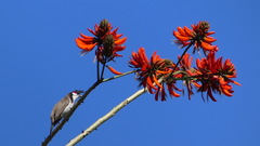 Erythrina variegata
