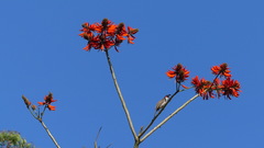 Erythrina variegata