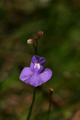Utricularia tricolor