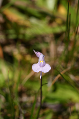Utricularia tricolor