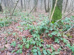 Rubus pedemontanus