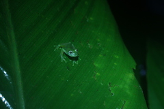 Vitreorana uranoscopa