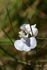 Utricularia tricolor