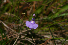 Utricularia tricolor