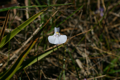 Utricularia tricolor