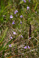Utricularia tricolor