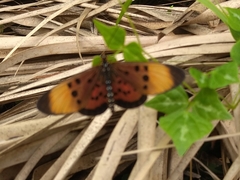 Acraea acrita