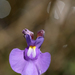 Utricularia tricolor - Photo (c) Philip Thomas, μερικά δικαιώματα διατηρούνται (CC BY-NC), uploaded by Philip Thomas
