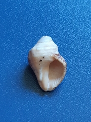 Stramonita brasiliensis