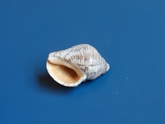 Stramonita brasiliensis