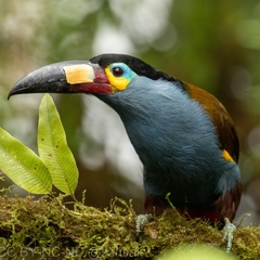 Andigena laminirostris