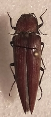 Oxynopterinae