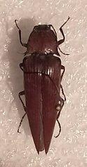 Oxynopterinae