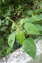 Acalypha angatensis