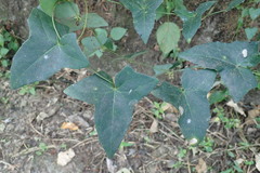 Solena amplexicaulis