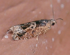 Crocidosema perplexana