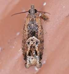 Crocidosema perplexana