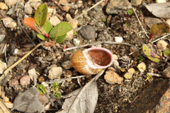 Plekocheilus pulicarius