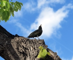 Sturnus vulgaris
