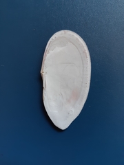Psammotella cruenta