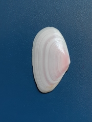 Image of Eurytellina punicea