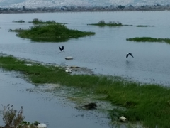 Himantopus mexicanus