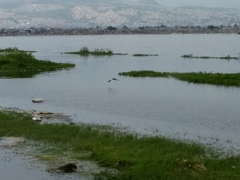 Himantopus mexicanus