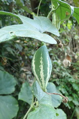 Trichosanthes pilosa