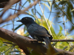 Surniculus dicruroides