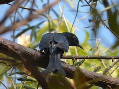 Surniculus dicruroides